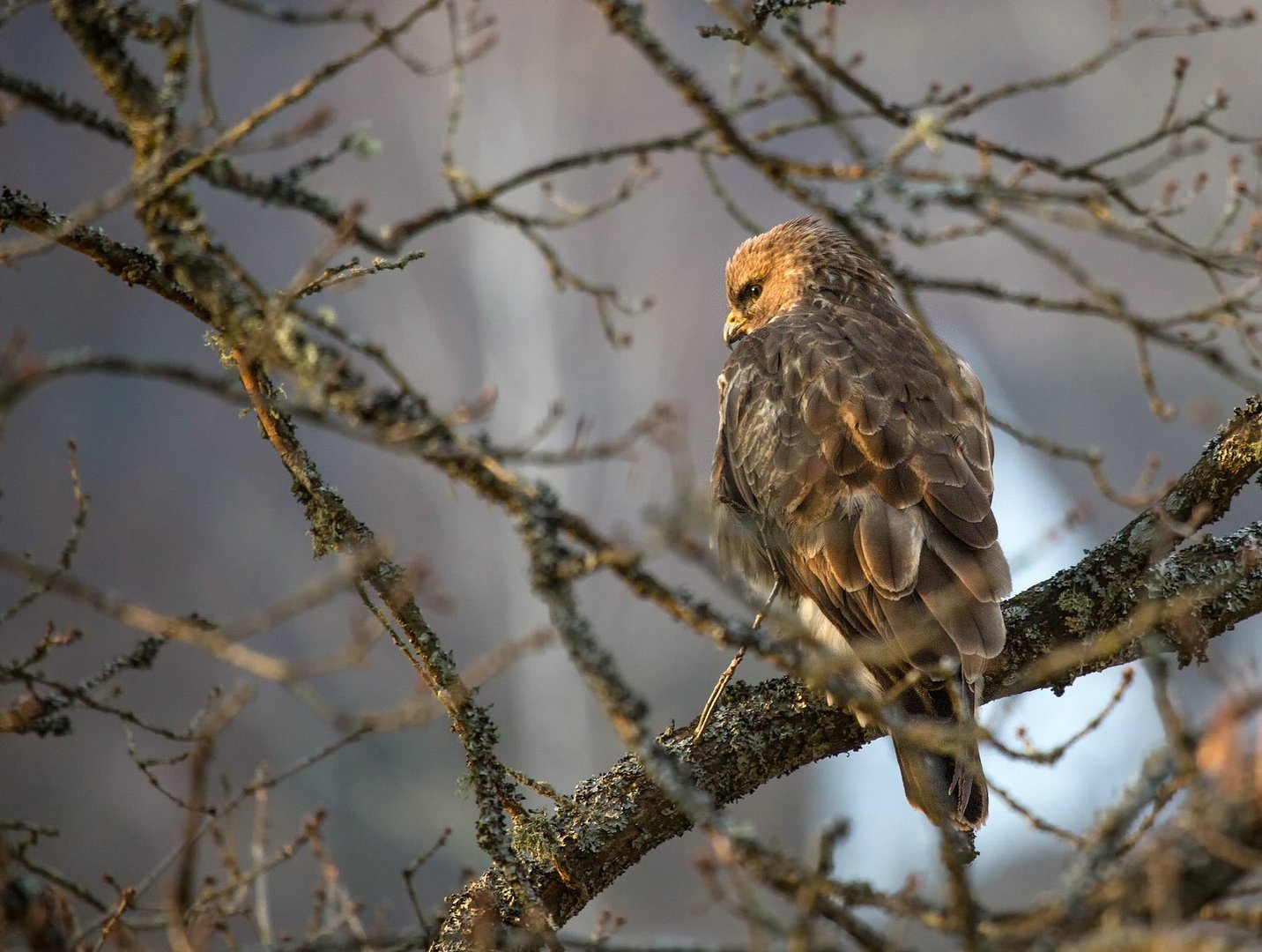 Bussard