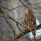 Bussard