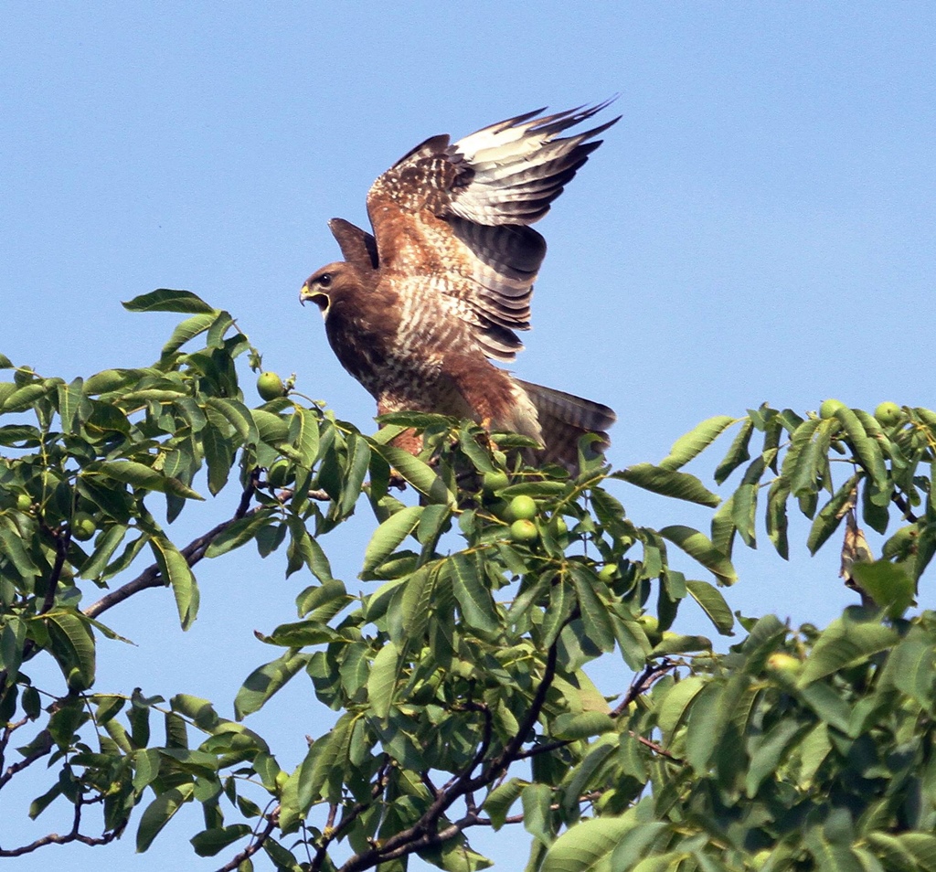 Bussard??