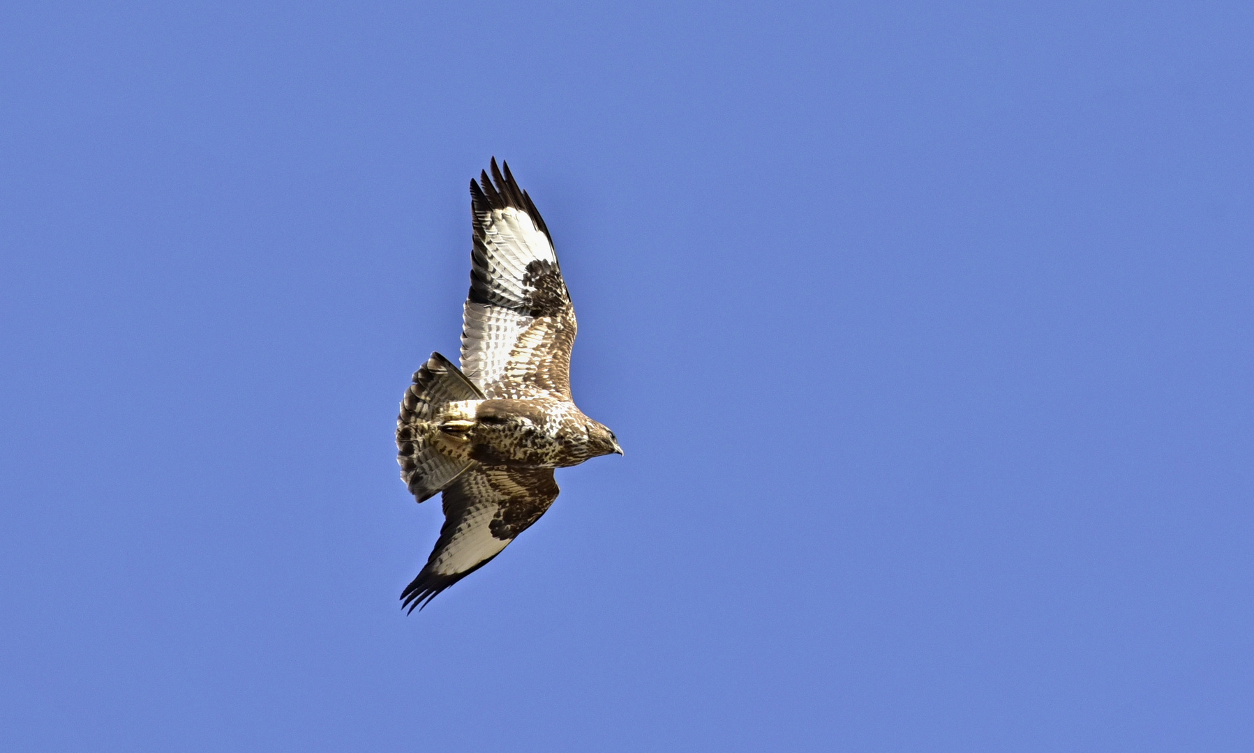 Bussard