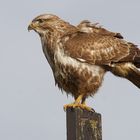 Bussard