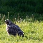 Bussard