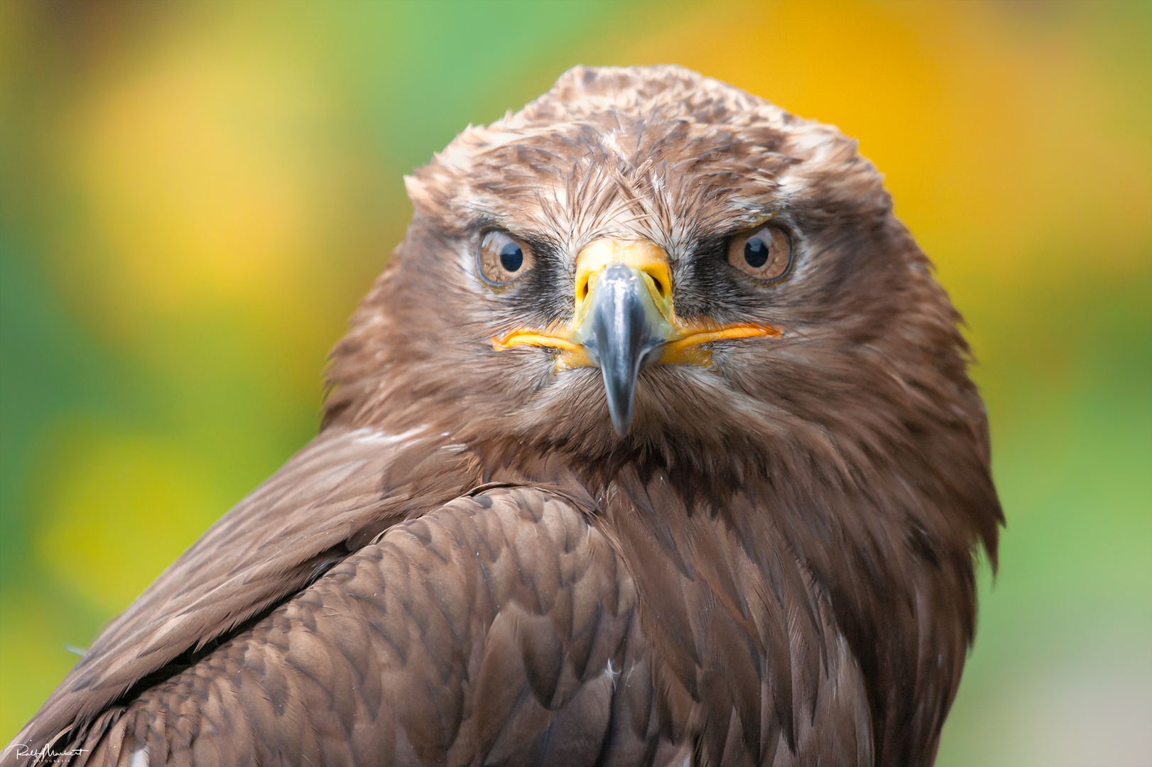 Bussard