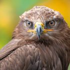 Bussard