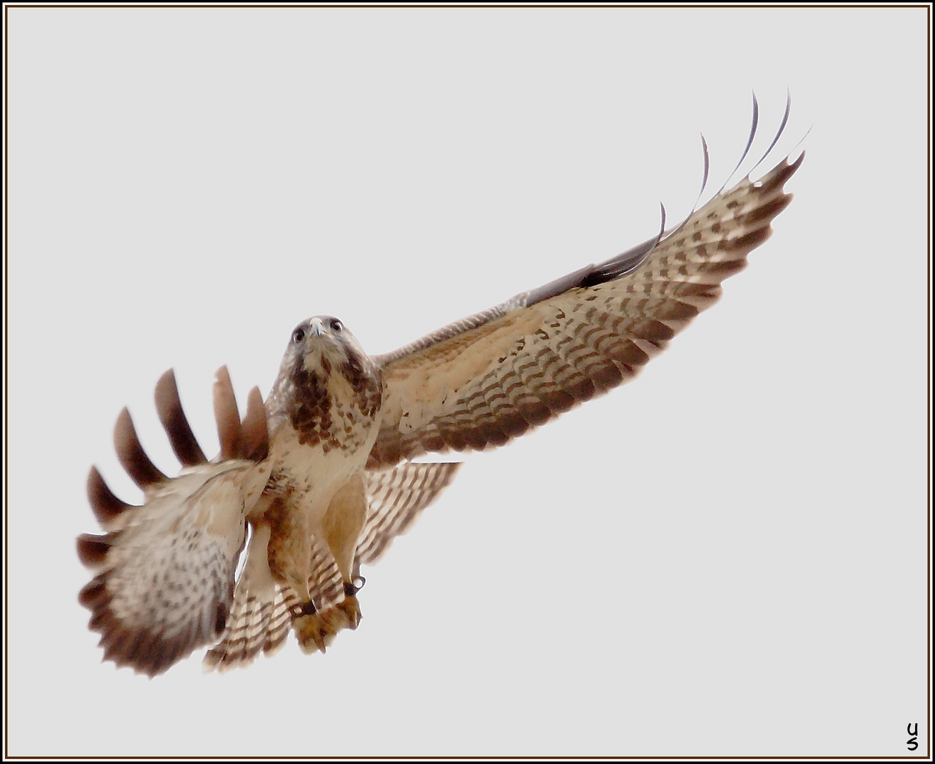 Bussard