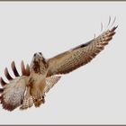 Bussard