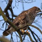 Bussard