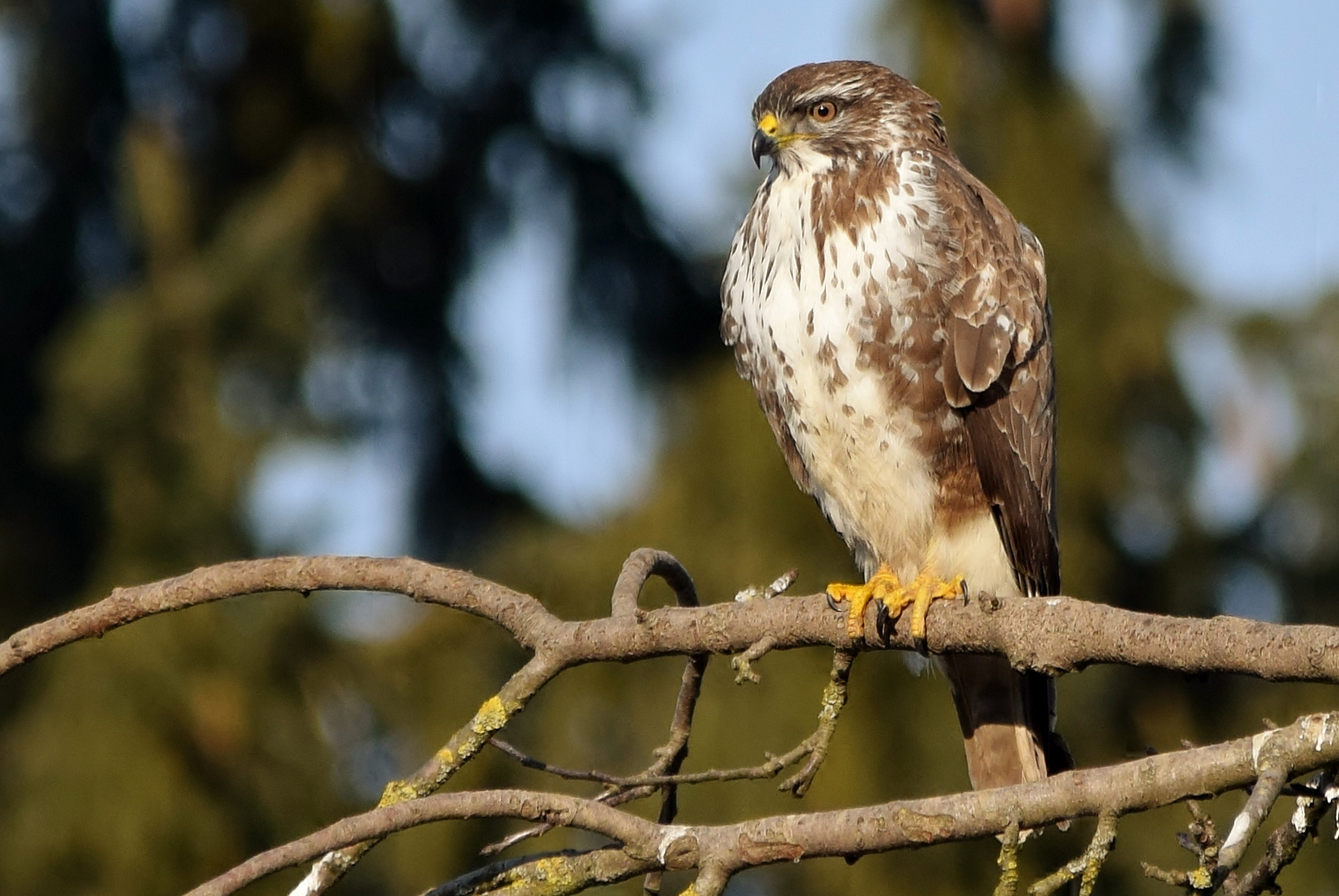 Bussard