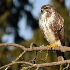 Bussard