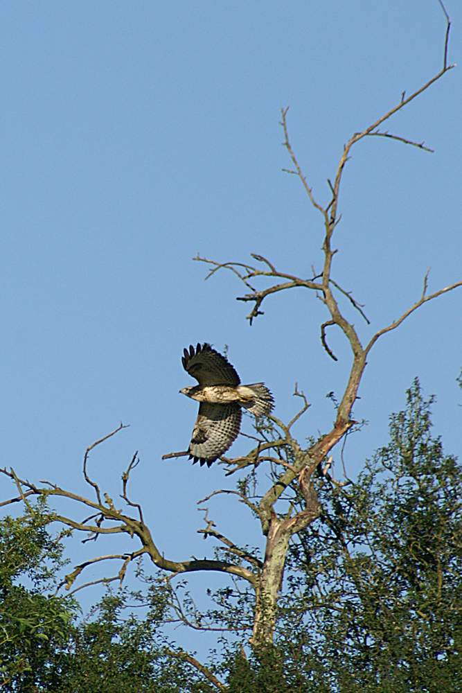 Bussard