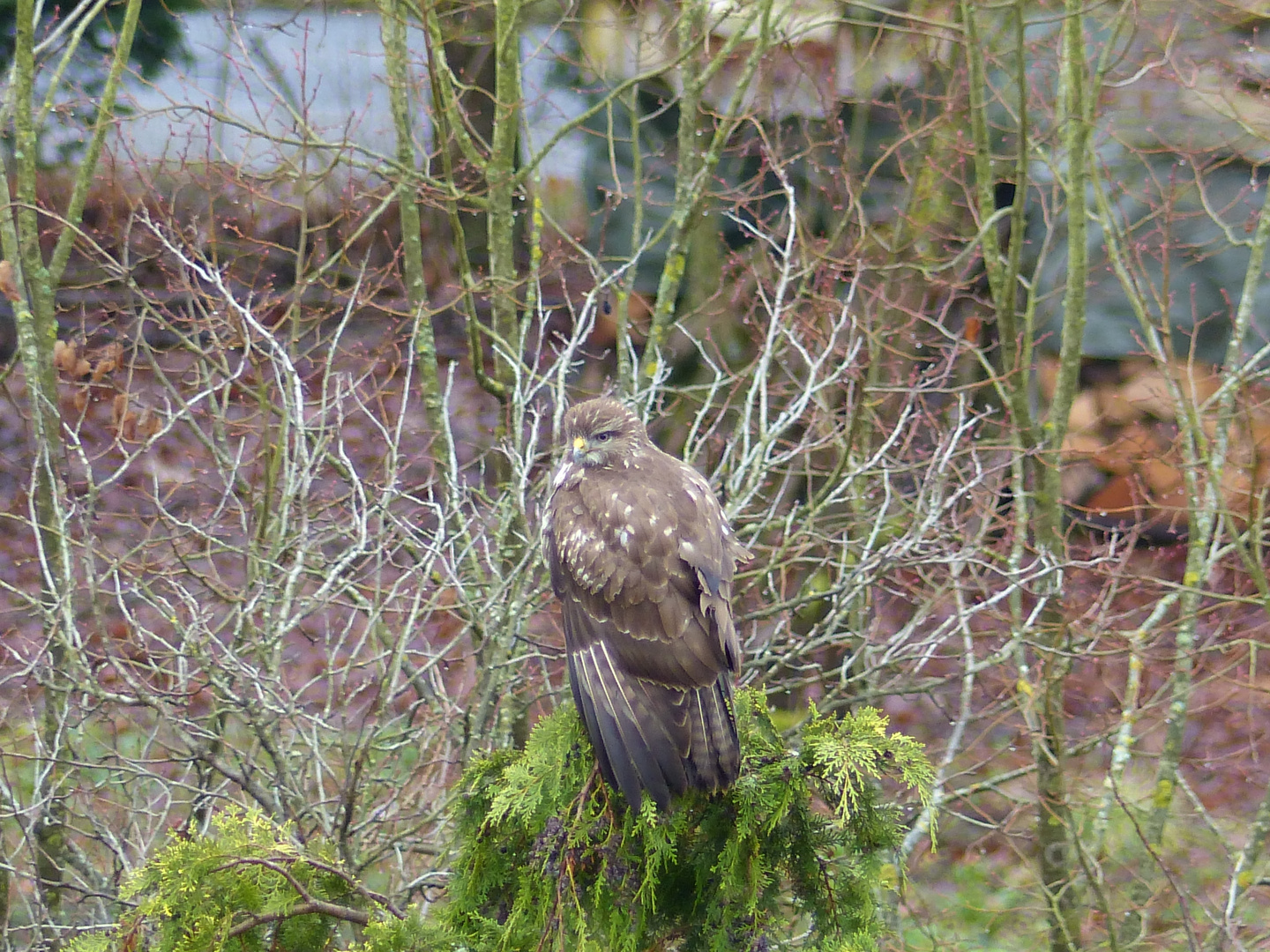 Bussard