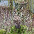 Bussard