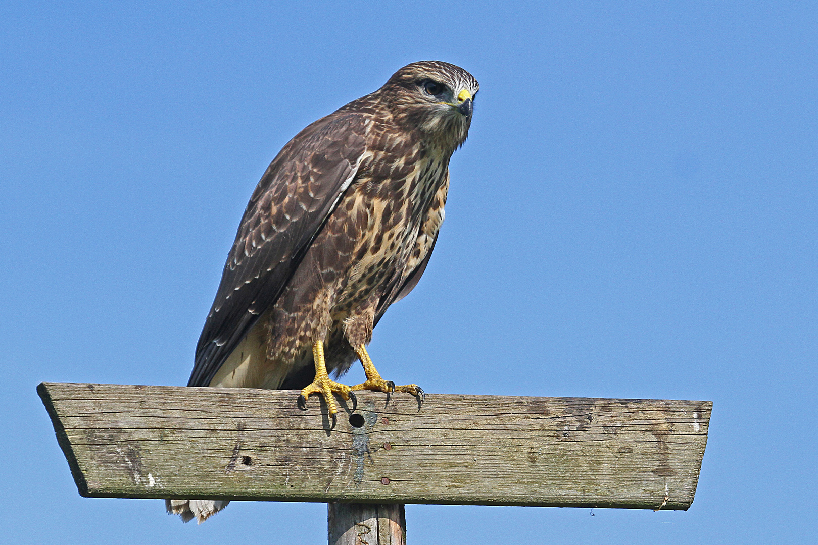 Bussard