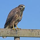 Bussard