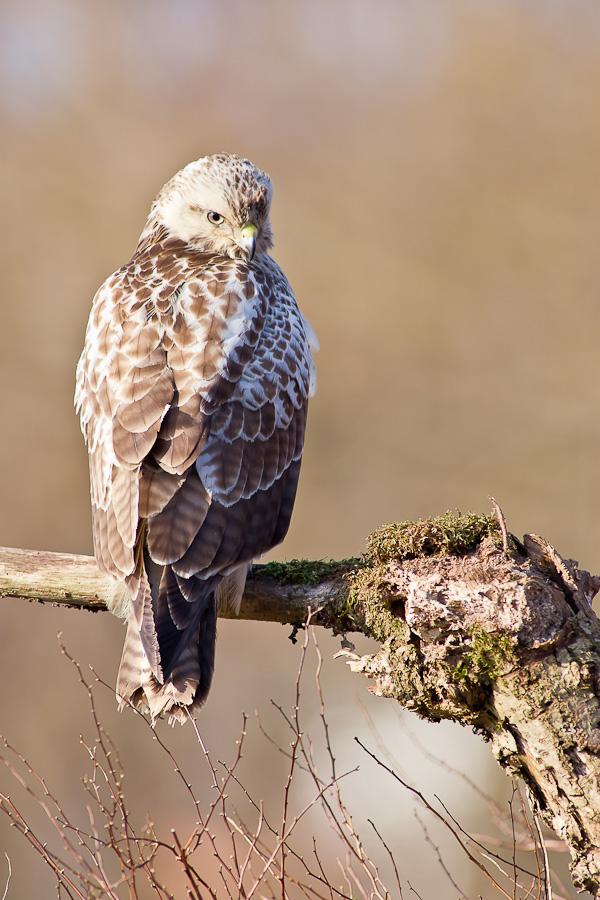 Bussard