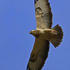 Bussard