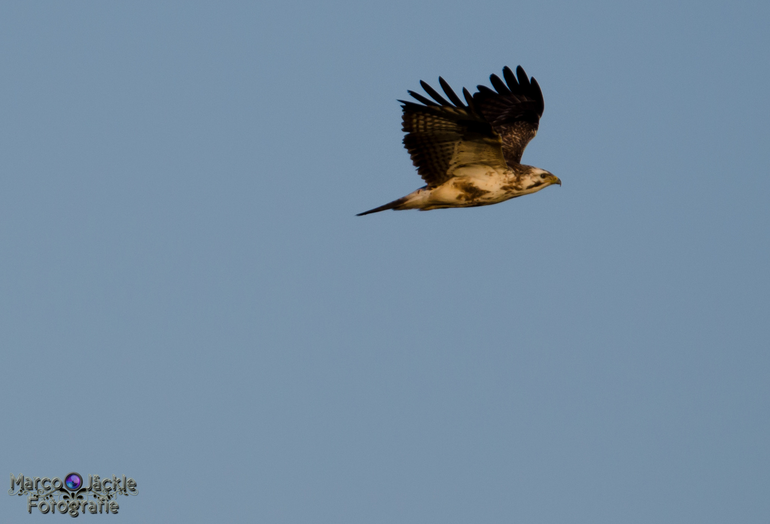 Bussard