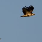 Bussard