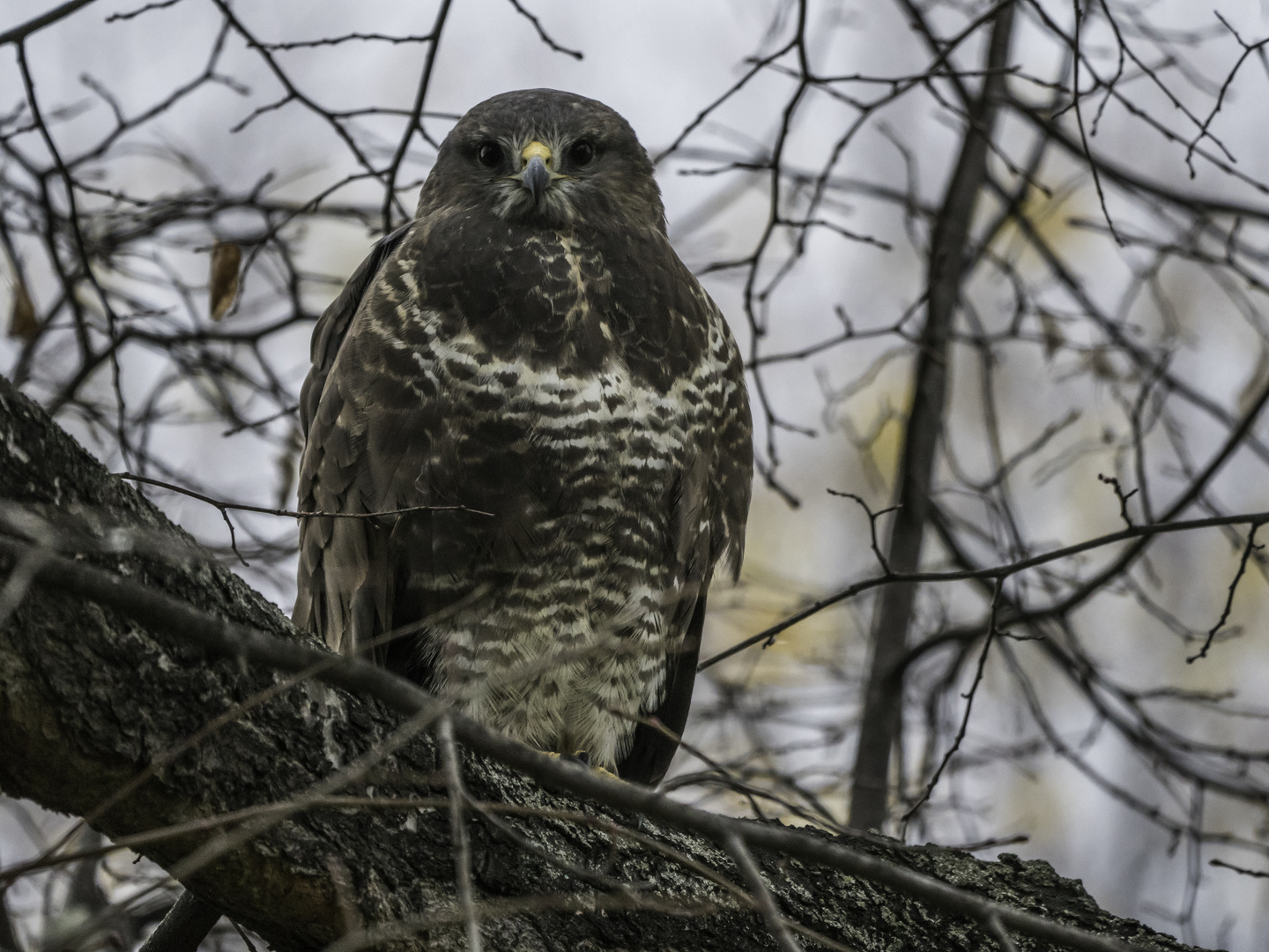 Bussard