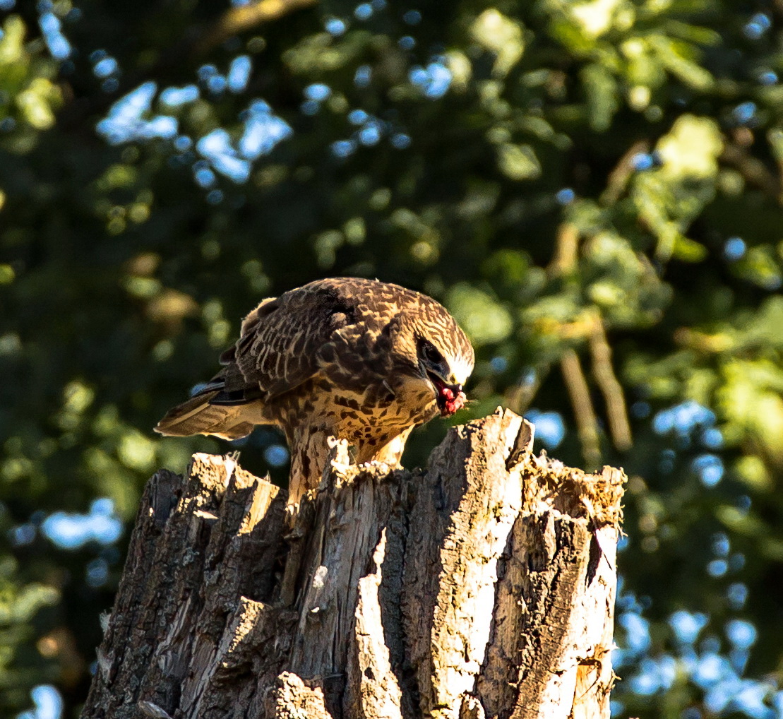 Bussard