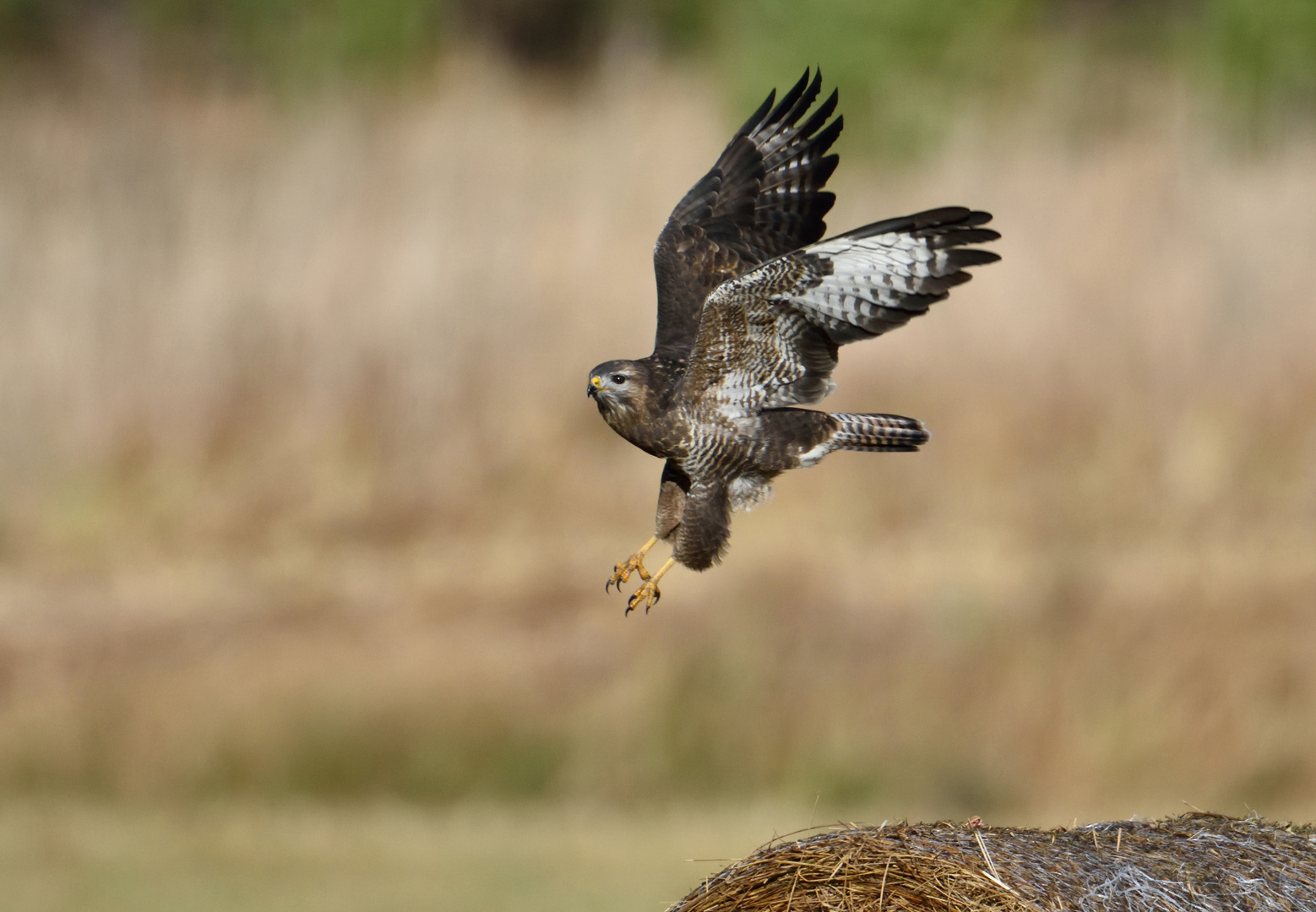 Bussard