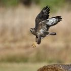 Bussard