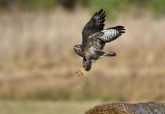 Bussard