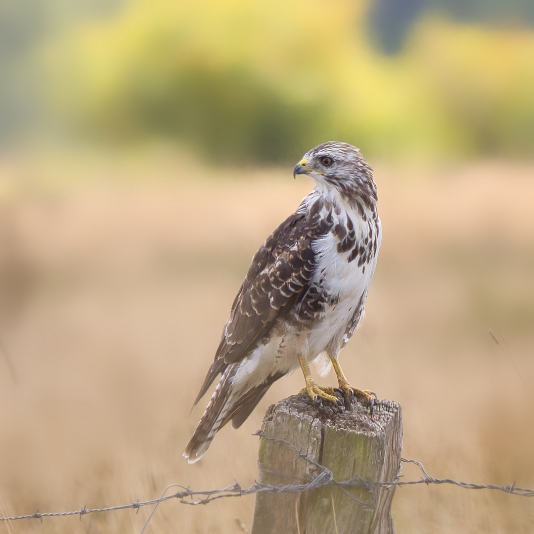 Bussard