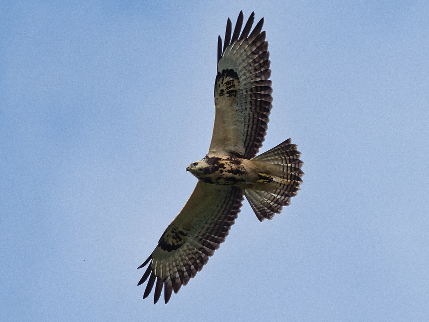 Bussard