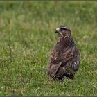 Bussard