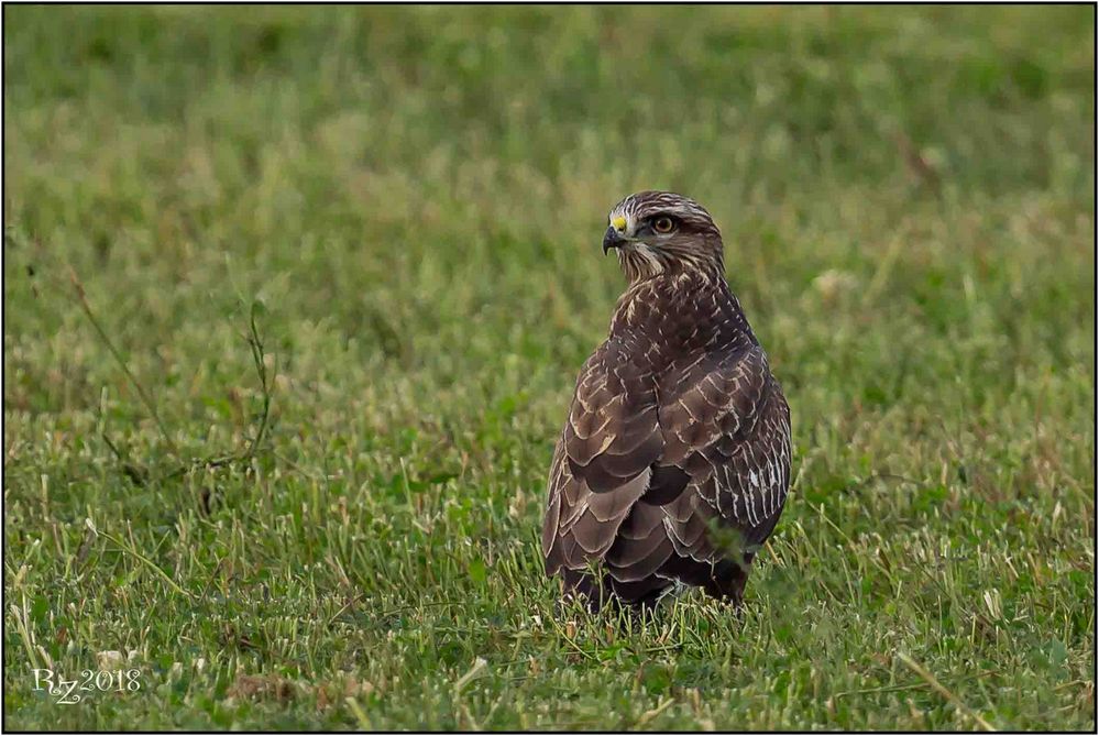 Bussard