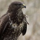 Bussard