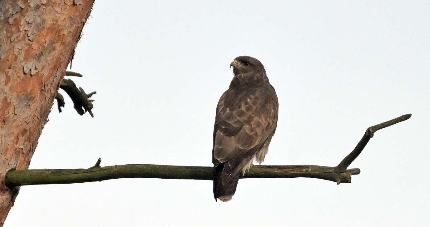 Bussard