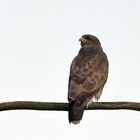 Bussard