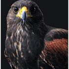 Bussard