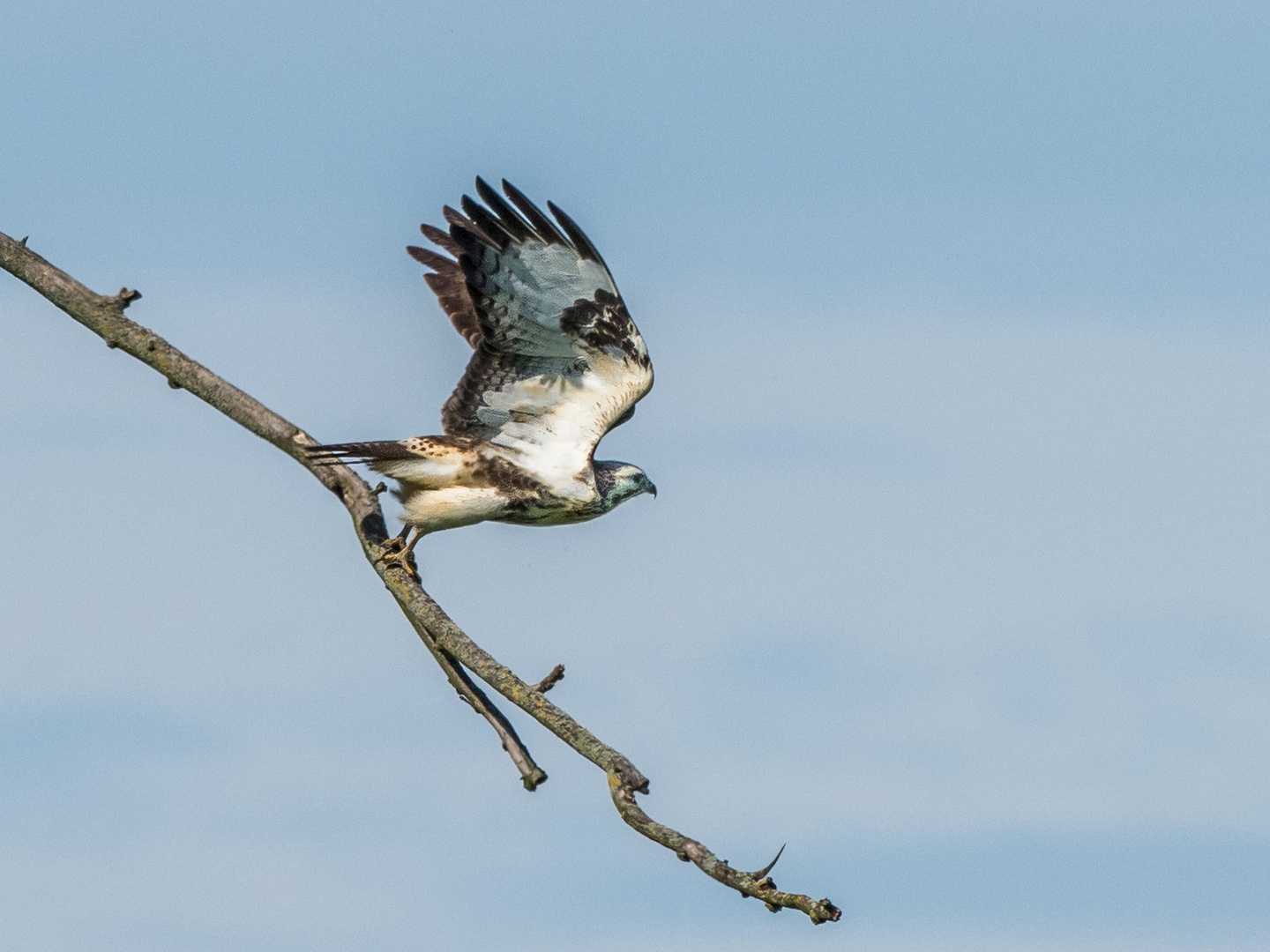 Bussard