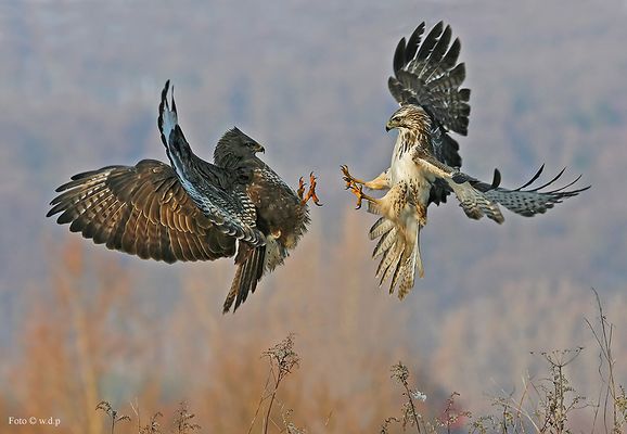 " Bussard Aktion " Wildlife Dez 2005