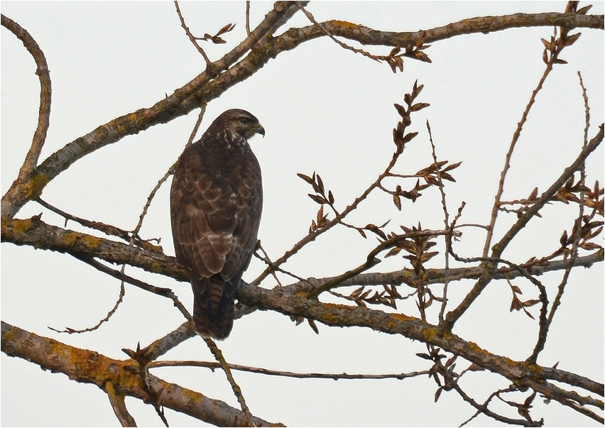 Bussard am Abend