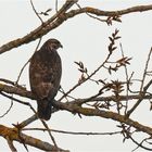 Bussard am Abend