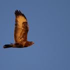 Bussard am Abend