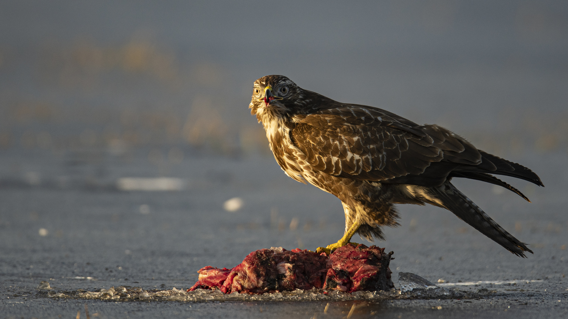 Bussard am Adlerplatz