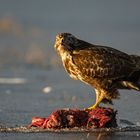 Bussard am Adlerplatz