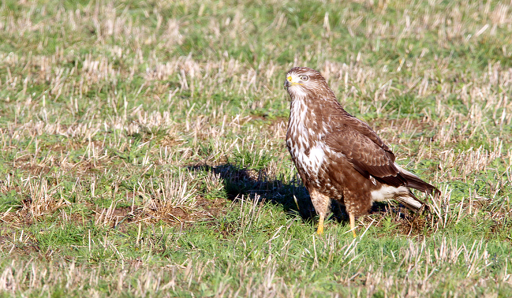 Bussard am Altmühlsee