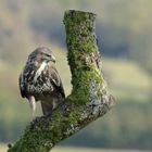 Bussard am Ansitz