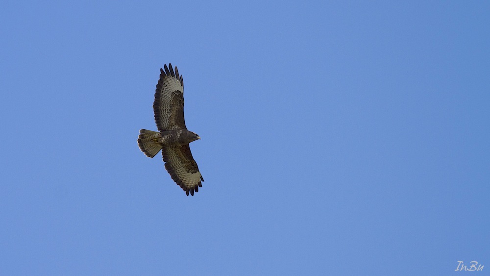 Bussard am blauen Himmel