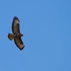 Bussard am blauen Himmel