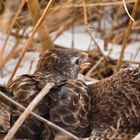 Bussard am Boden