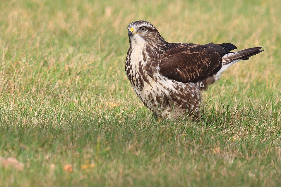 Bussard am Boden