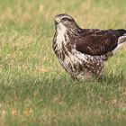 Bussard am Boden