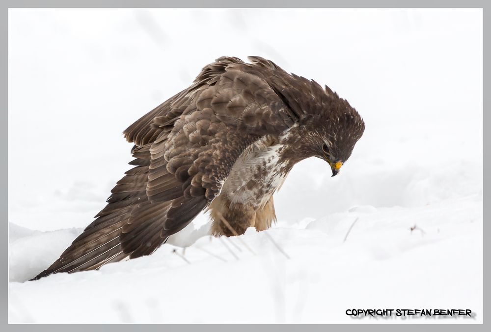 Bussard am Boden